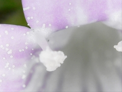 Richardia grandiflora