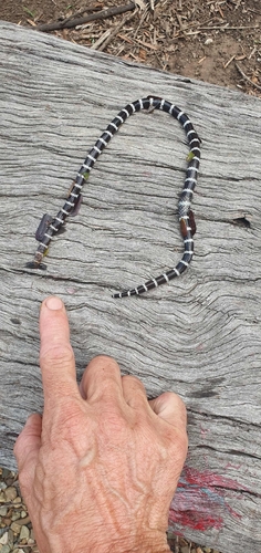 Eastern Bandy Bandy sighting