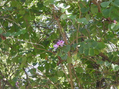 Bauhinia variegata