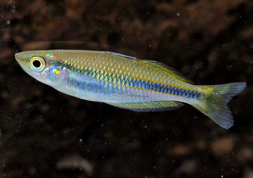 Driestreep-regenboogvis (Melanotaenia trifasciata) — Melanotaeniidae — 4