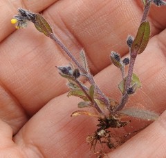 Myosotis persoonii