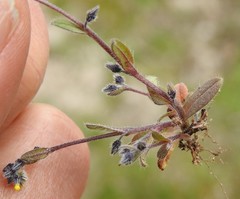 Myosotis persoonii