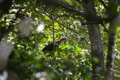 Penelope superciliaris