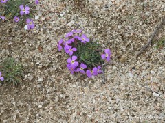 Malcolmia littorea
