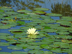 Nymphaea mexicana