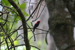 Antilophia galeata