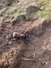 Cyclocosmia truncata