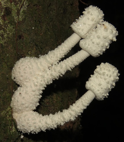 white chalk mushroom