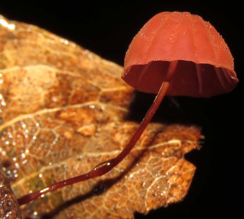 Marasmius hypophaeus
