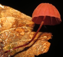 Marasmius hypophaeus