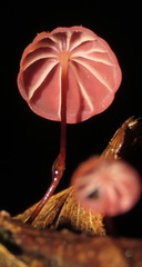 Marasmius hypophaeus