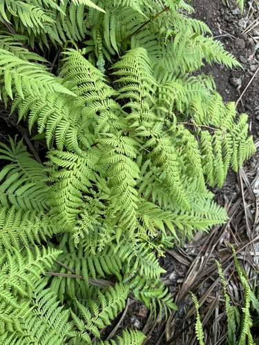Thelypteris ogasawarensis iNat (1)