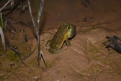 Rhinella mirandaribeiroi