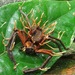 Ophiocordyceps engleriana - Photo (c) Rich Hoyer, algunos derechos reservados (CC BY-NC-SA), uploaded by Rich Hoyer