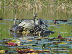Trachemys venusta iversoni