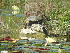 Trachemys venusta iversoni