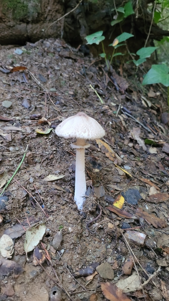 Macrolepiota mastoidea · November 2025 · photo: © tarareare (iNaturalist, cc-by-nc)
