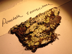 Punctelia appalachensis