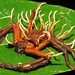 Ophiocordyceps engleriana - Photo (c) Rich Hoyer, algunos derechos reservados (CC BY-NC-SA), subido por Rich Hoyer