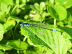 Argia gaumeri