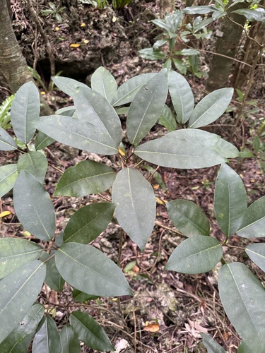 Ficus nishimurae iNat (2)