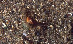 Heteropenaeus longimanus