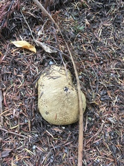 Scleroderma flavidum macrosporum