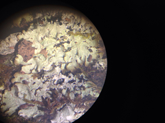 Punctelia appalachensis