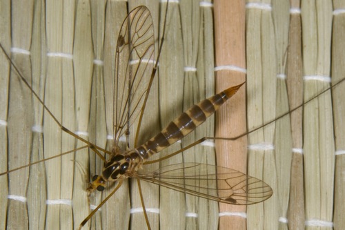 Nephrotoma moravica