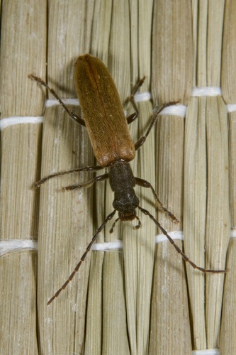 Sparedrus testaceus, 2025-06-30