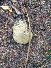 Scleroderma flavidum macrosporum