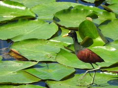 Jacana spinosa
