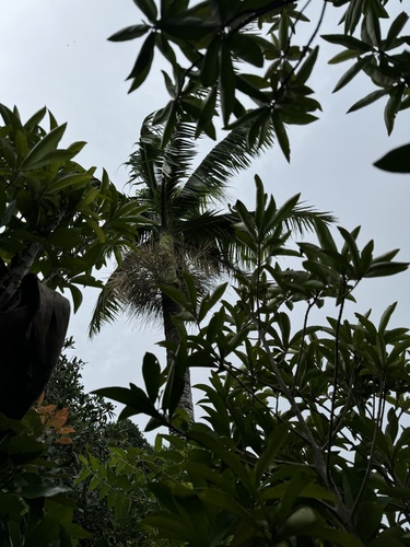 Clinostigma savoryanum iNat (2)