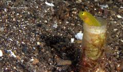 Lubricogobius exiguus