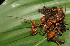 Ophiocordyceps humbertii