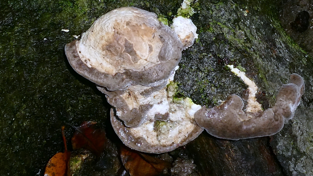Trametes gibbosa · November 2025 · photo: © patricklm35 (iNaturalist, cc0)