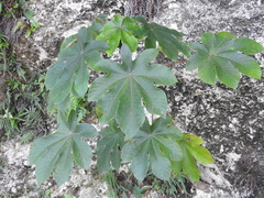 Cecropia peltata