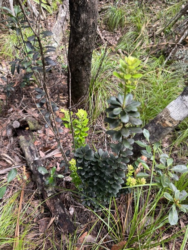 Ilex matanoana iNat (1)