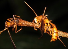 Ophiocordyceps humbertii