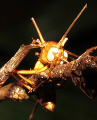 Ophiocordyceps humbertii