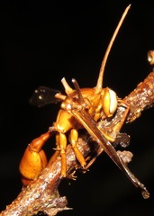 Ophiocordyceps humbertii