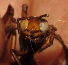 Ophiocordyceps humbertii