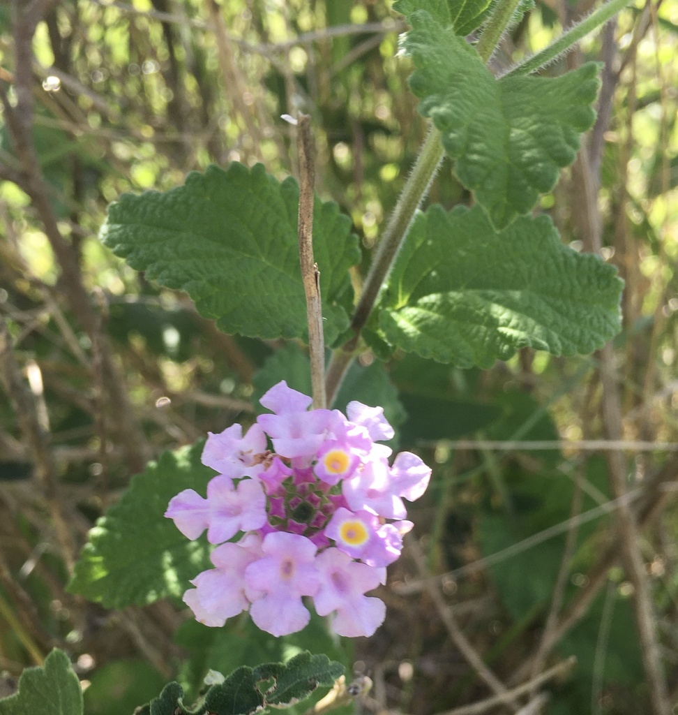 Lantana viburnoides — an easy houseplant, prefers full sun light