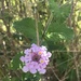 Lantana viburnoides - Photo (c) Santiago, some rights reserved (CC BY-NC)