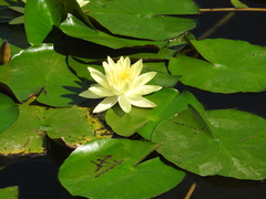 Nymphaea mexicana