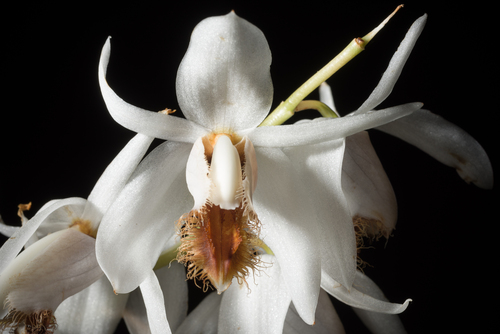 Coelogyne barbata