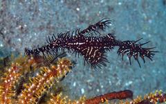 Solenostomus paradoxus