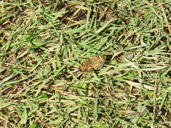 Phyciodes phaon phaon