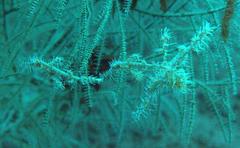 Solenostomus paradoxus