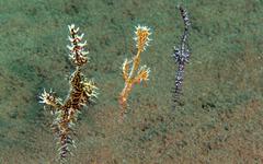 Solenostomus paradoxus